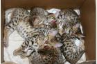 Reinrassige Bengalen mit Rosetten aus München .