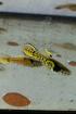 Tiger endler guppy reinerbig