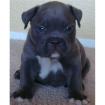 Super schöne Red Nose Pitbull Welpen