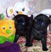 SÜßE MOPS WELPEN SUCHEN EIN NEUES UND LIEBE VOLLES ZU HAUSE