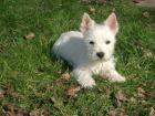 Westie Hündin Nähe Bremen