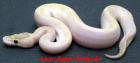 Verkaufe Königspython Python regius verschiedene Varianten
