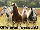 2 Offenstallplätze im Raum Kamp-Lintfort Umgebung gesucht