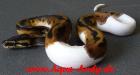 Boas Pythons und Nattern direkt vom Züchter Verkaufe Königspythons Pyth