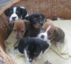 1 supersüßer Beagle/Jack Russel Mix Welpe