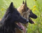Tervueren Welpen kindfreundlicher belgischer Schäferhund langharig Spitzenkla
