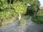 Hundetraining bvl Tierpension Dominik Lang