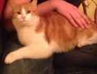 Kater Garfield gesucht