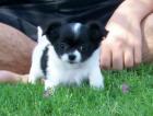 Typvolle Chihuahua Welpen. suchen Traumplatz