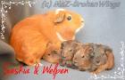 Ridgebackmeerschweinchen von den Stars with Broken Wings