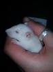 Albino Ratten m/w an Tierliebhaber/innen zu vergeben
