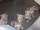 American Pitbull Terrier blueline