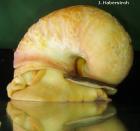 Kaufe Apfelschnecke pomacea canaliculata Zahle richtig gut