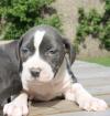 American Staffordshire Terrier Blau