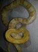 Kornnatter - NZ 2022 aus der Verpaarung Butter Ghost oder Bloodred u. Caramel