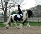 Dressur-Freizeitpferd -Wunderschöne Tinker COB Wallach und Stute mit 1A Charakte