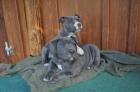 Pitbull blueline welpen10 Wochen alt abzugeben