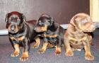 Dobermann Welpen aus Hobby zucht