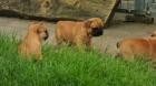 French Bulldog welpen Red Fawn der extra Klasse abzugeben.