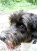 Hunde Machen Sie Ihre Website bekannt