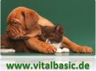Wie selbst gekocht und eingeweckt gesundes Hundefutter Katzenfutter