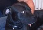 Pit-Bull sucht eine Familie