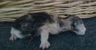 Dangerfjords Norwegischewaldkatzen in N R W Essen haben süsse Typfolle Kitten