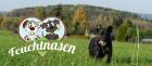 Umfrage Braucht Pirna einen Hundespielplatz