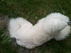 Poodles Leave In Conditioner und Spülung für Langhaarhunde Hunde mit empfindli
