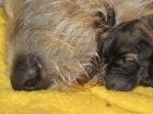 Irish Wolfhound Zwinger BiGi s Wolf hat Baby-Wölfe