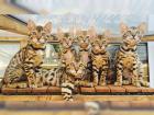 Bengalkitten aus liebevoller Hobbyzucht