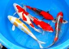 Koi - Teichfische - Biotopfische - Muscheln - Krebse // Fa. Fördefisch