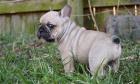 Französische Bulldoggen Welpen mit Papieren
