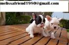 Wunderschönen und liebe Französische Bulldoggen Welpen abzugeben.