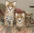 Ich habe 2 Baby Servals zu verkaufen ein Junge und ein Mädchen.