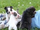 Wunderschöne EXCLUSIVE reinrassige Französische-Bulldogge mit EU-Paß.