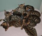 . Bengal Kitten in wunderschönen