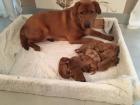 Labrador Welpen