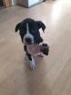 Dogo Canario Welpen Mix