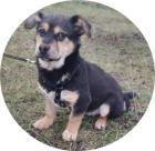 EDI- 30 cm - NIEDLICHER WELPE IN NOT aus dem Tierschutz