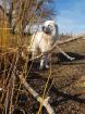 Reinrassige Maremmano Abruzzese Welpen