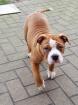 Continental Bulldoggen mix