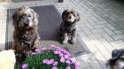 FELLHERZEN Hundetagesbetreuung in Korschenbroich