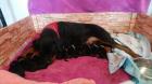 Süße reinrassige rottweiler Welpen vom Bayrischen Löwen