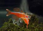 Blauaugen-Regenbogenfisch Pseudomugil luminatus