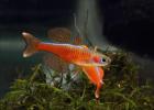 Blauaugen-Regenbogenfisch Pseudomugil luminatus