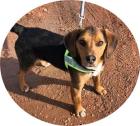 LOU - 42 cm - SÜSSER MISCHLING IN NOT aus dem Tierschutz / mit Video