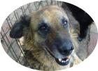 JUDIT -55 cm - EINE SÜSSE HUNDEDAME aus dem Tierschutz