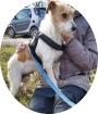PICUR - 38 cm - TRAUMHUND IN NOT aus dem Tierschutz