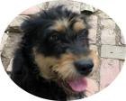 LISA - 48 cm - NIEDLICHE HUNDEDAME SUCHT SIE aus dem Tierschutz